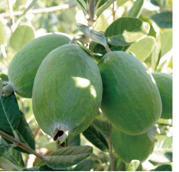item_image_5