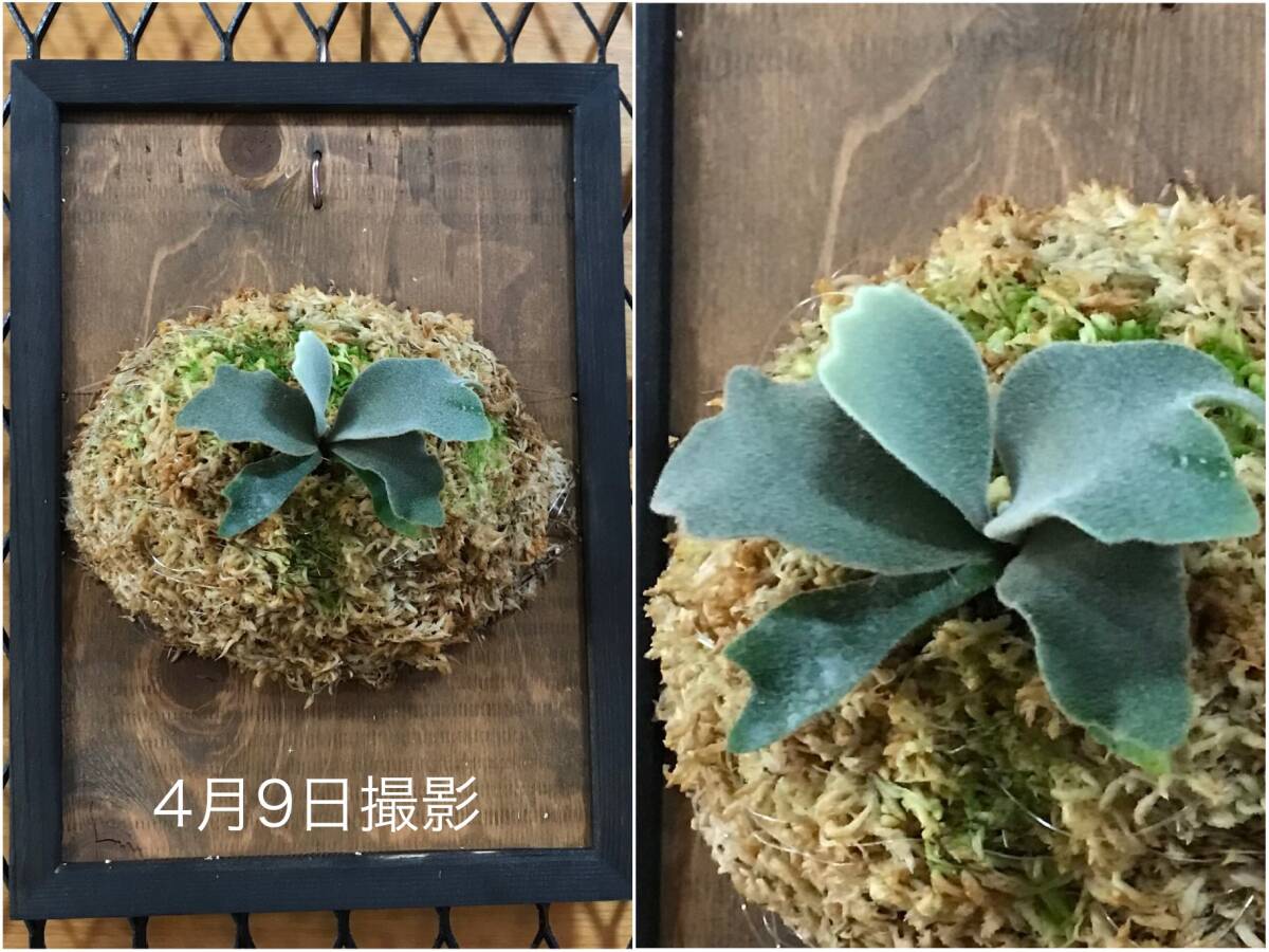 P. willinckii 'Cotton Cloud' spore2 ビカクシダ ウィリンキー P. willinckii 'Cotton Cloud' spore2 ビカクシダ ウィリンキー