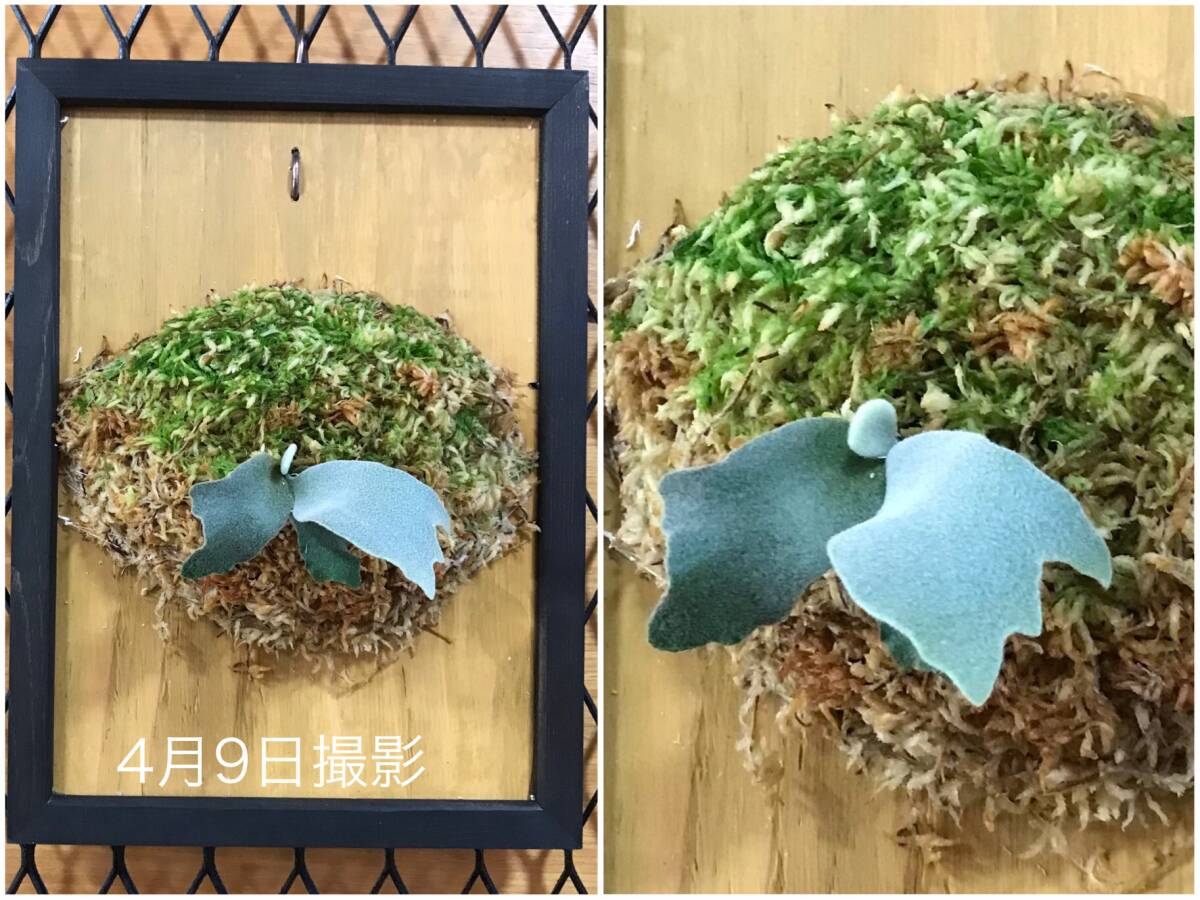 P. willinckii 'Cotton Cloud' spore3 ビカクシダ ウィリンキー P. willinckii 'Cotton Cloud' spore3 ビカクシダ ウィリンキー