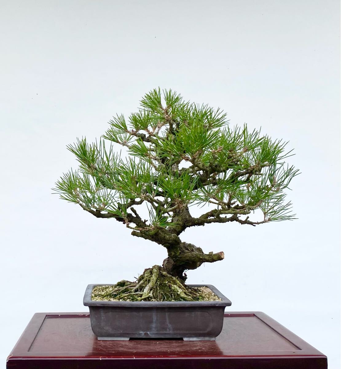 白木盆栽園 黒松 樹高47センチ 盆栽黒松赤松五葉松真柏雑木趣味 白木盆栽園 黒松 樹高47センチ 盆栽黒松赤松五葉松真柏雑木趣味