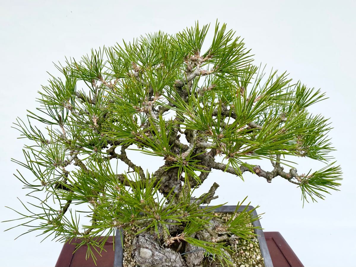 白木盆栽園 黒松 樹高47センチ 盆栽黒松赤松五葉松真柏雑木趣味 白木盆栽園 黒松 樹高47センチ 盆栽黒松赤松五葉松真柏雑木趣味