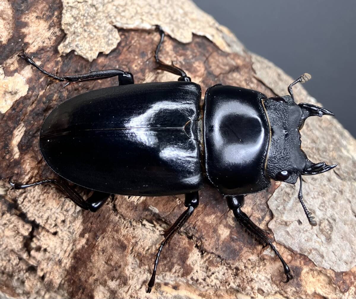 ネパールコクワガタ（インド アルナーチャル・プラデーシュ州 西