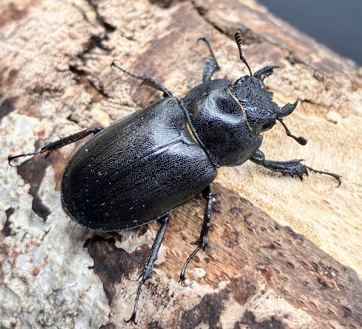 ☆ ´25年種親用 アマミミヤマクワガタ1♂2♀トリオ ☆(外国産