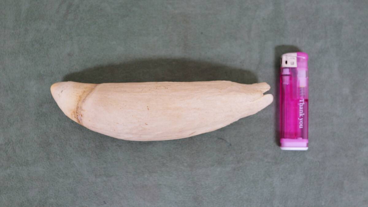 ② 抹香鯨 クジラ 歯 牙 約5cm × 約18cm × 約4.8cm 重量 378g ② 抹香鯨 クジラ 歯 牙 約5cm × 約18cm × 約4.8cm 重量 378g