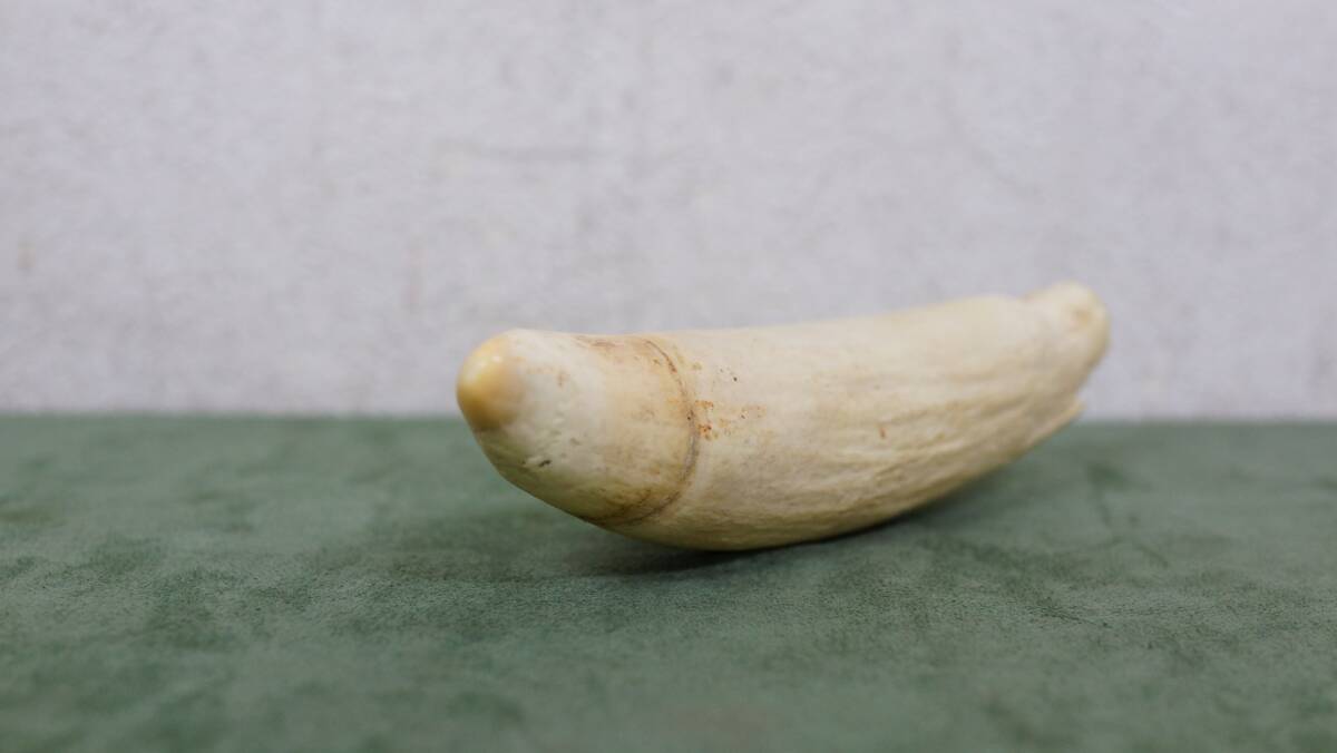 ② 抹香鯨 クジラ 歯 牙 約5cm × 約18cm × 約4.8cm 重量 378g ② 抹香鯨 クジラ 歯 牙 約5cm × 約18cm × 約4.8cm 重量 378g