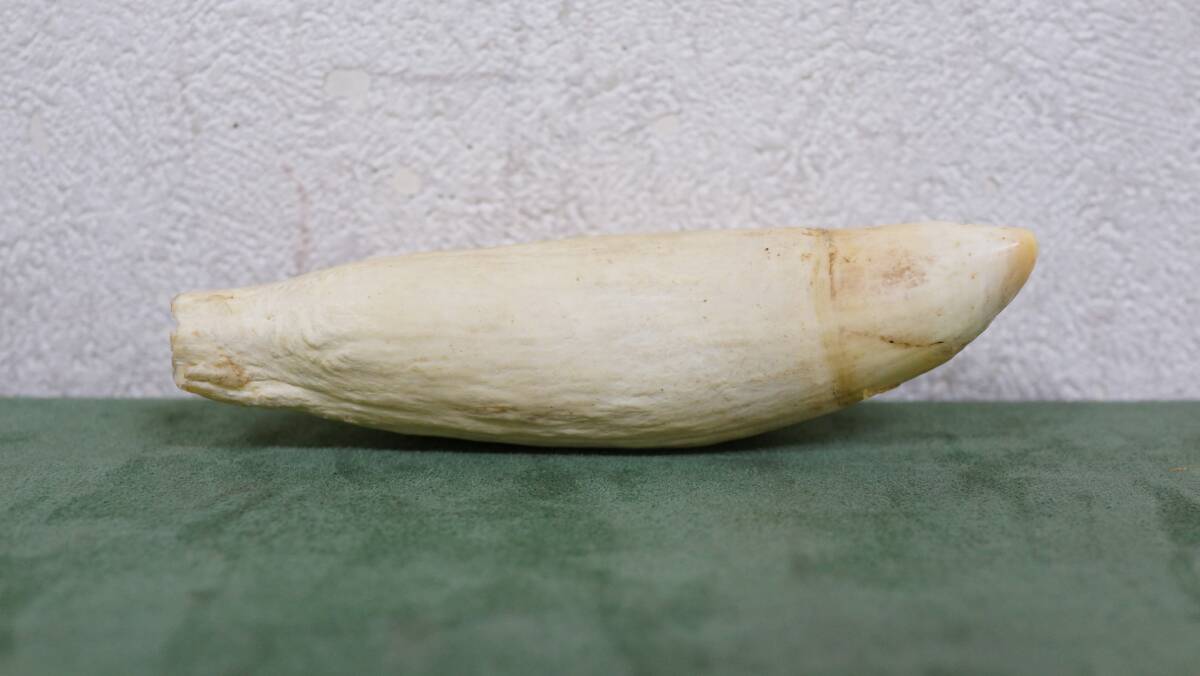 ② 抹香鯨 クジラ 歯 牙 約5cm × 約18cm × 約4.8cm 重量 378g ② 抹香鯨 クジラ 歯 牙 約5cm × 約18cm × 約4.8cm 重量 378g