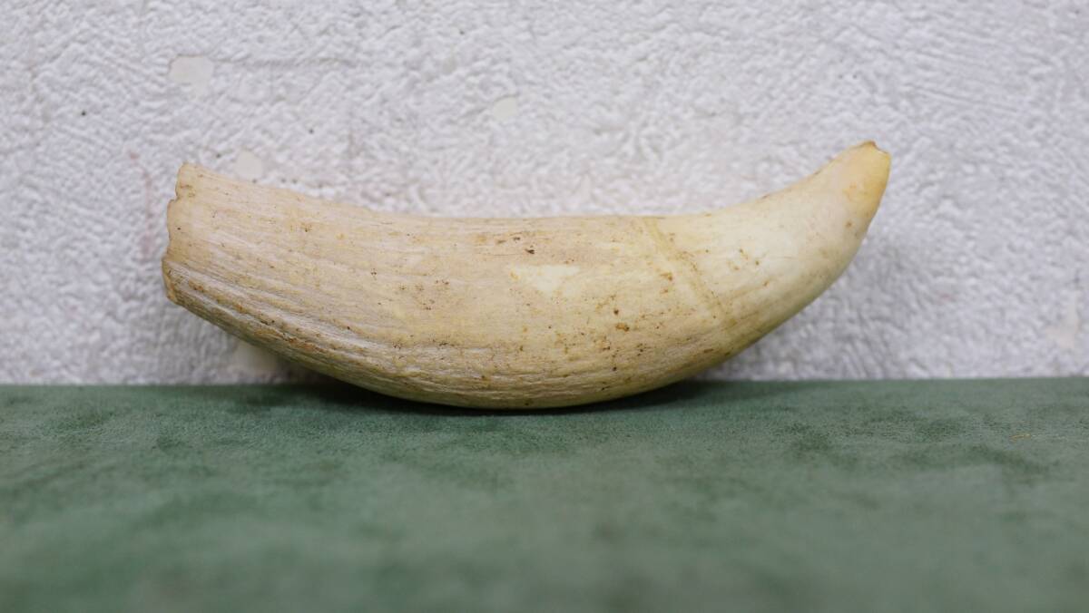 ③ 抹香鯨 クジラ 歯 牙 約4cm × 約15.5cm × 約5.4cm 287g ③ 抹香鯨 クジラ 歯 牙 約4cm × 約15.5cm × 約5.4cm 287g