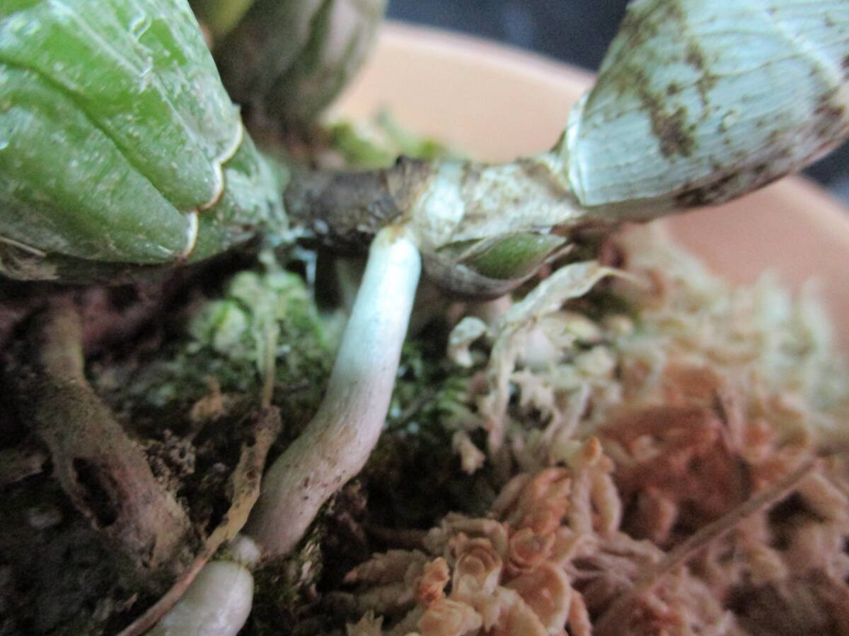 洋蘭 原種 カトレア C.walkeriana f.coerulea 'Dark Blue No.1 洋蘭 原種 カトレア C.walkeriana f.coerulea 'Dark Blue No.1