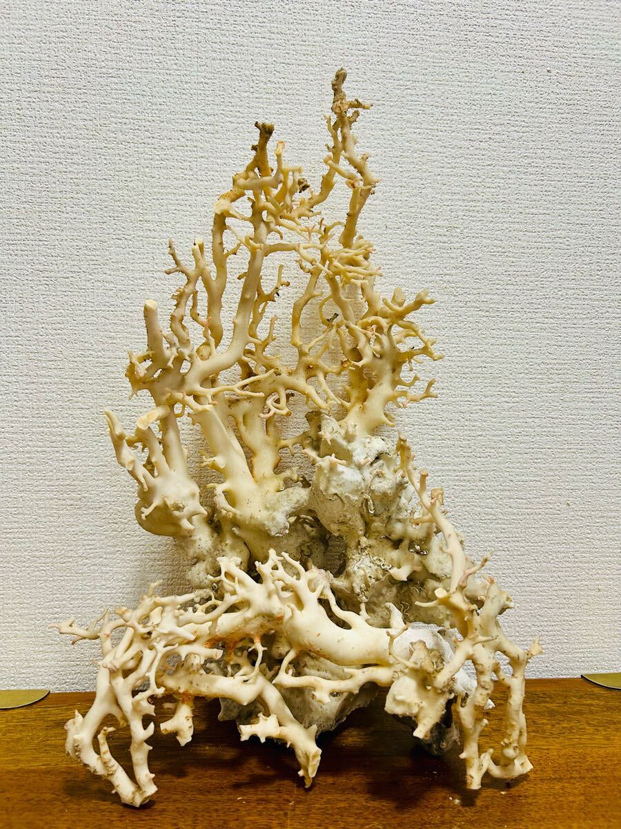 自宅保管品】珊瑚/原木/枝珊瑚/白/桃色/赤/珊瑚/サンゴ/まとめ 自宅保管品】珊瑚/原木/枝珊瑚/白/桃色/赤/珊瑚/サンゴ/まとめ