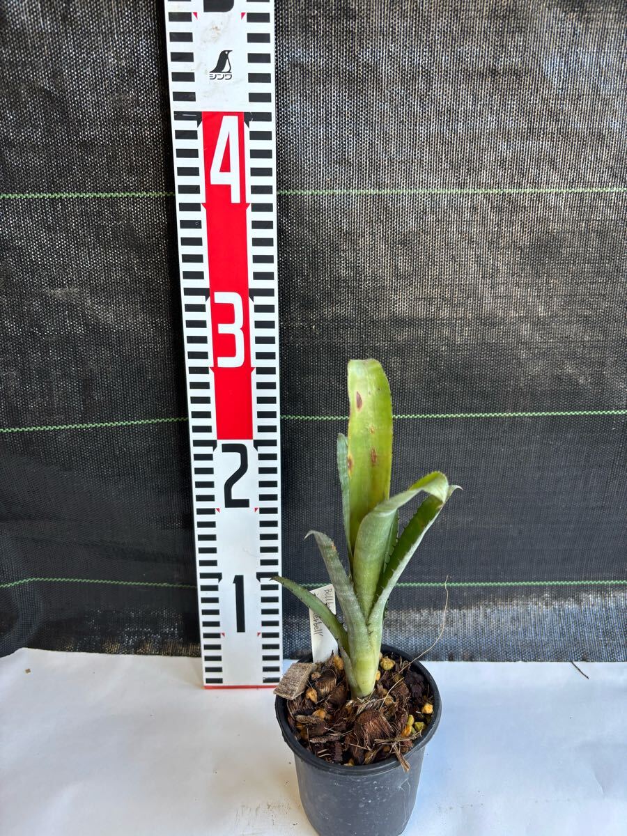 ビルベルギア Billbergia Tinkerbell 非常にコンパクトに育つ ビルベルギア Billbergia Tinkerbell 非常にコンパクトに育つ