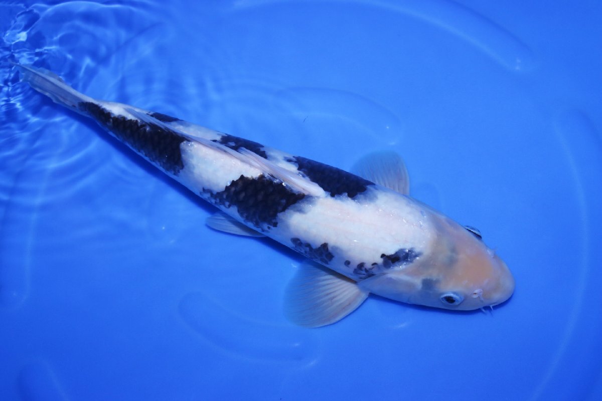 魚酔#CS-331】【第11回国際錦鯉幼魚品評会・種別優秀賞受賞鯉 魚酔#CS-331】【第11回国際錦鯉幼魚品評会・種別優秀賞受賞鯉