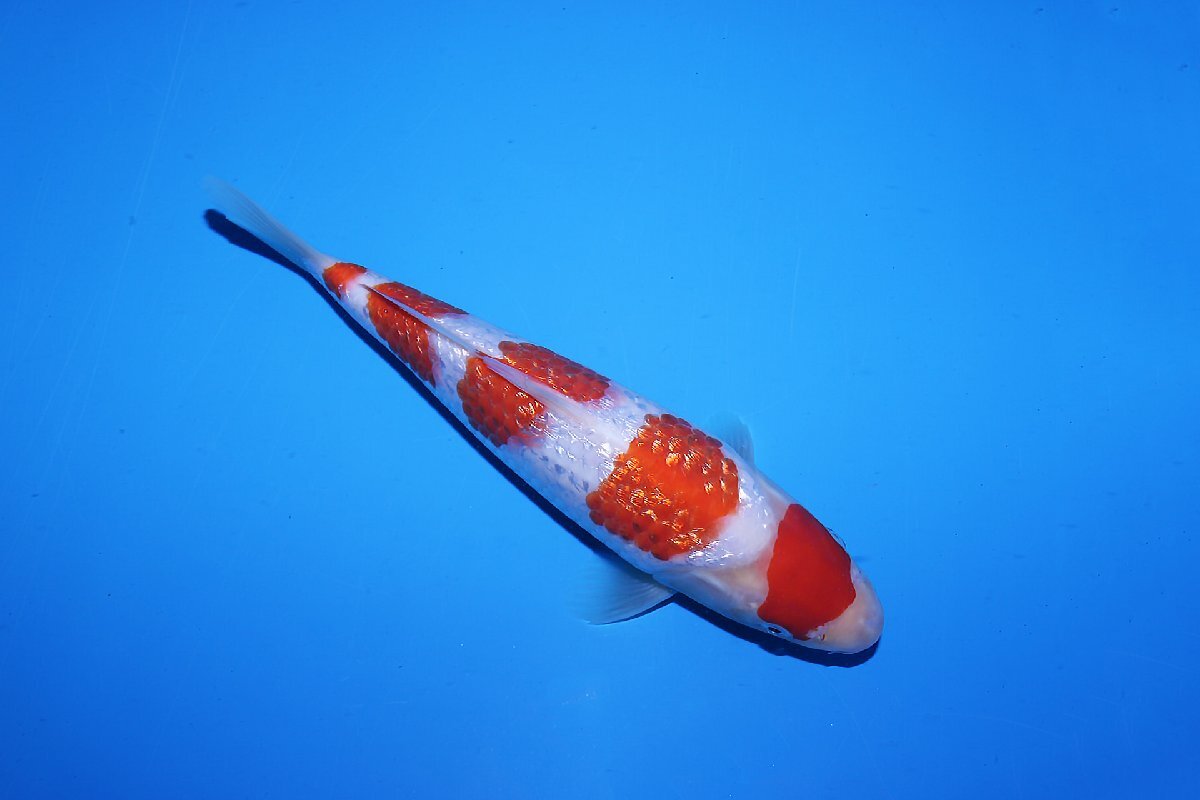 魚酔#CCL-376】【動画あり】品評会級 坂牧養鯉場産 銀鱗紅白 魚酔#CCL-376】【動画あり】品評会級 坂牧養鯉場産 銀鱗紅白