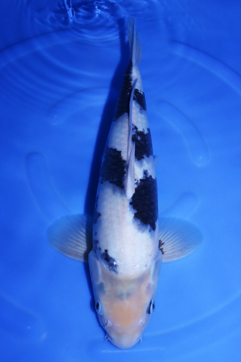 魚酔#CS-331】【第11回国際錦鯉幼魚品評会・種別優秀賞受賞鯉 魚酔#CS-331】【第11回国際錦鯉幼魚品評会・種別優秀賞受賞鯉