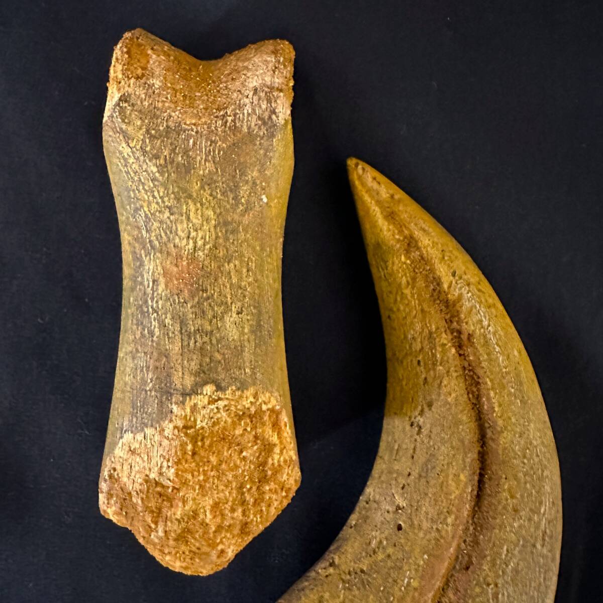 *s Pinot saurus рукоятка череп u* крюк коготь ../ окаменелость динозавр /tilanosaurusmosasauru Skull Caro Don tosaurus Mitsuha насекомое нравится тоже /1337①