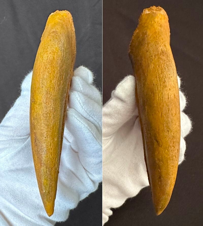 *s Pinot saurus рукоятка череп u* крюк коготь ../ окаменелость динозавр /tilanosaurusmosasauru Skull Caro Don tosaurus Mitsuha насекомое нравится тоже /1337①