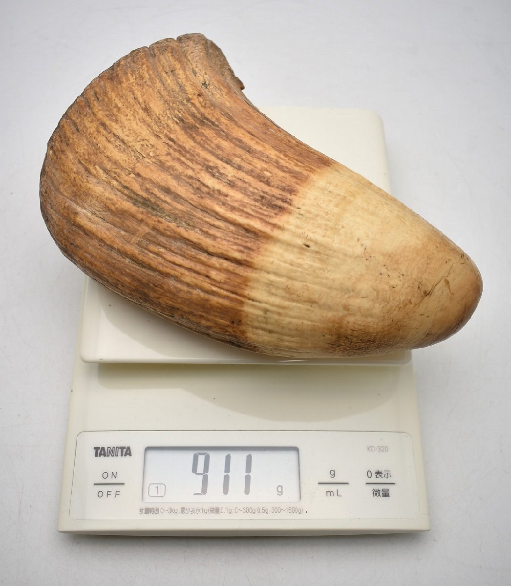 竜V240◇獣骨 彫刻 細工 重厚 鯨 クジラ 鯨歯 全長18cm 約911g 竜V240◇獣骨 彫刻 細工 重厚 鯨 クジラ 鯨歯 全長18cm 約911g