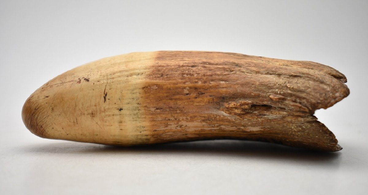 竜V240◇獣骨 彫刻 細工 重厚 鯨 クジラ 鯨歯 全長18cm 約911g 竜V240◇獣骨 彫刻 細工 重厚 鯨 クジラ 鯨歯 全長18cm 約911g