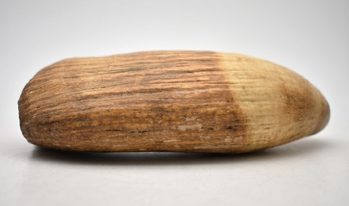 竜V240◇獣骨 彫刻 細工 重厚 鯨 クジラ 鯨歯 全長18cm 約911g 竜V240◇獣骨 彫刻 細工 重厚 鯨 クジラ 鯨歯 全長18cm 約911g