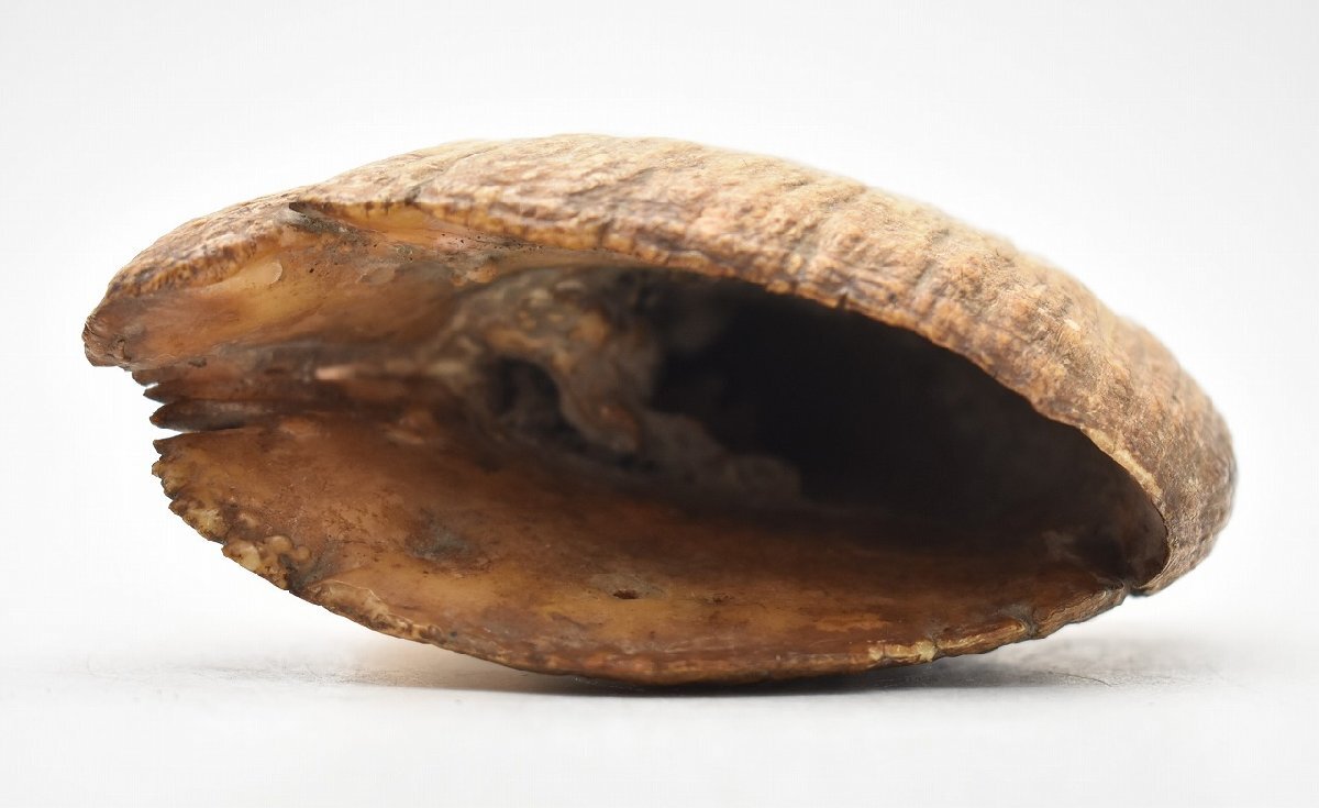 竜V240◇獣骨 彫刻 細工 重厚 鯨 クジラ 鯨歯 全長18cm 約911g 竜V240◇獣骨 彫刻 細工 重厚 鯨 クジラ 鯨歯 全長18cm 約911g