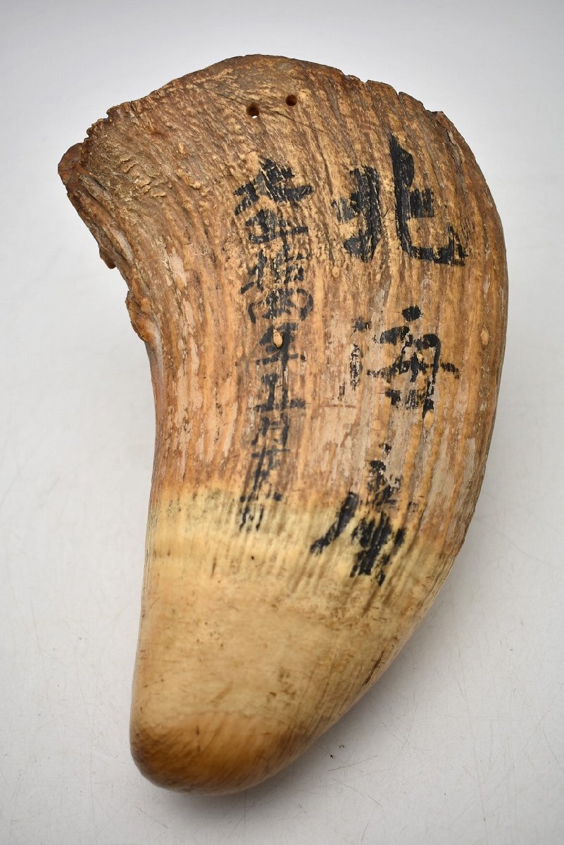 竜V240◇獣骨 彫刻 細工 重厚 鯨 クジラ 鯨歯 全長18cm 約911g 竜V240◇獣骨 彫刻 細工 重厚 鯨 クジラ 鯨歯 全長18cm 約911g