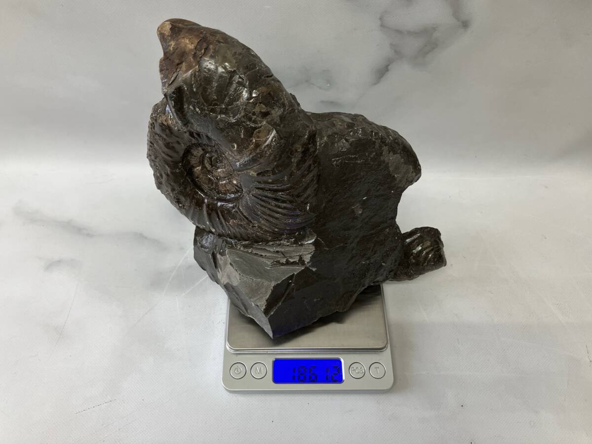 日本の化石 アンモナイト 北海道 約20㎝×17㎝×9㎝ 重量1861g
