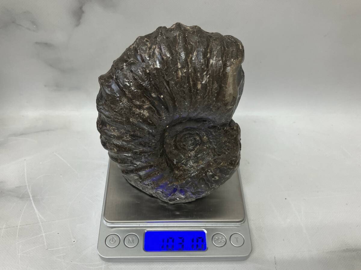 日本の化石 アンモナイト 北海道 約10㎝×11㎝×7.5㎝ 重量1031g