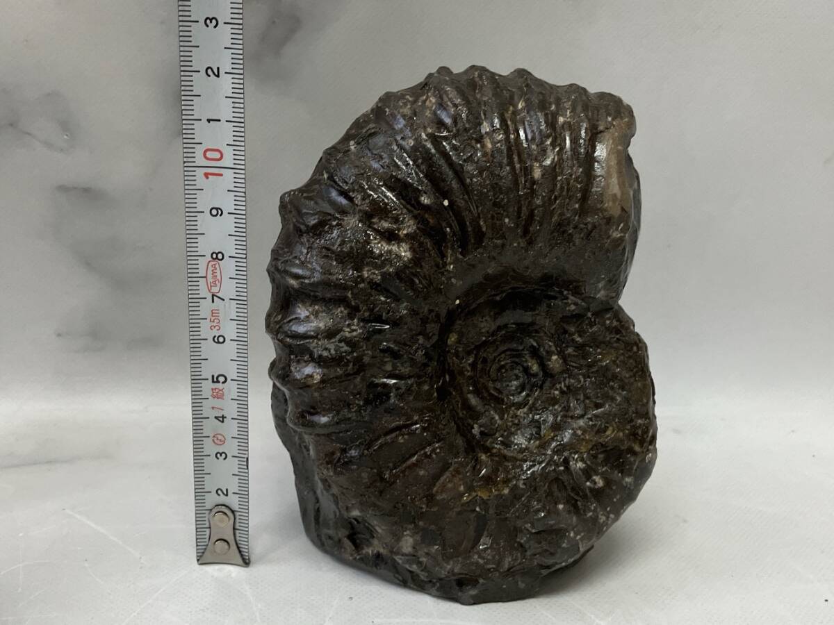 GW特価 アンモナイト 大型 北海道