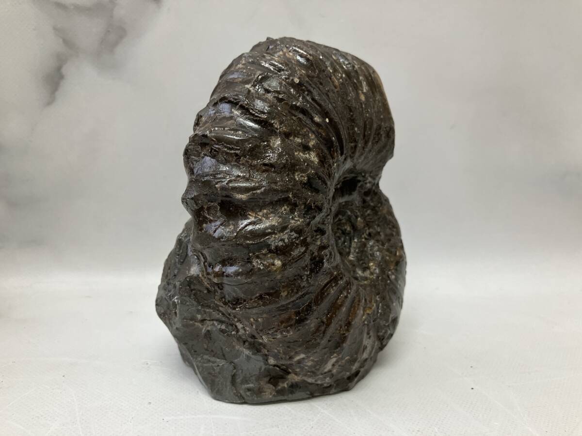 アンモナイト化石 約14.0cm - メルカリ