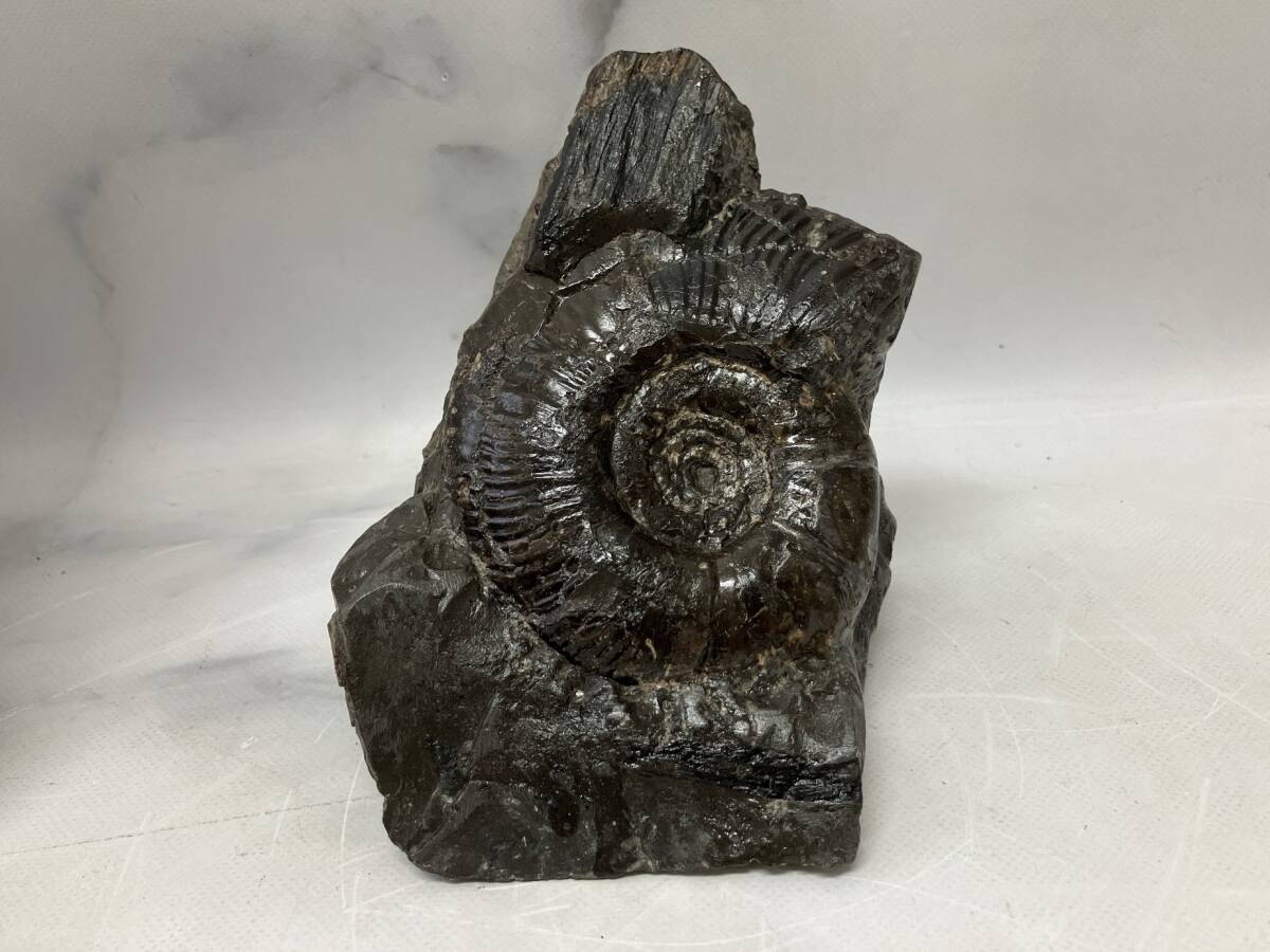 日本の化石 アンモナイト 北海道 約9㎝×11㎝×10㎝ 重量897g 管理 日本の化石 アンモナイト 北海道 約9㎝×11㎝×10㎝ 重量897g 管理