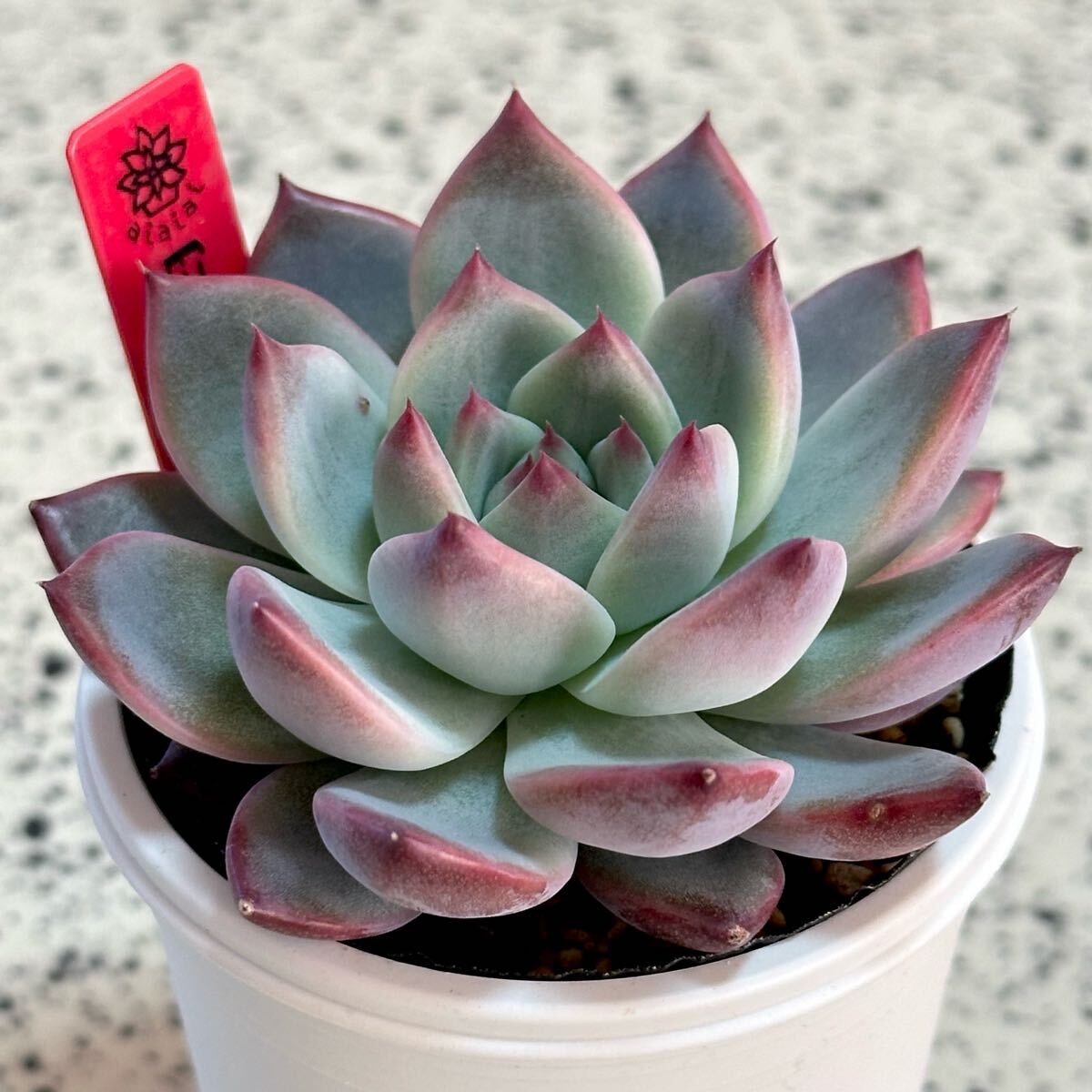 多肉植物 臼田リンゼアナ実生 エケベリア 2号黒ポット 多肉植物 臼田リンゼアナ実生 エケベリア 2号黒ポット