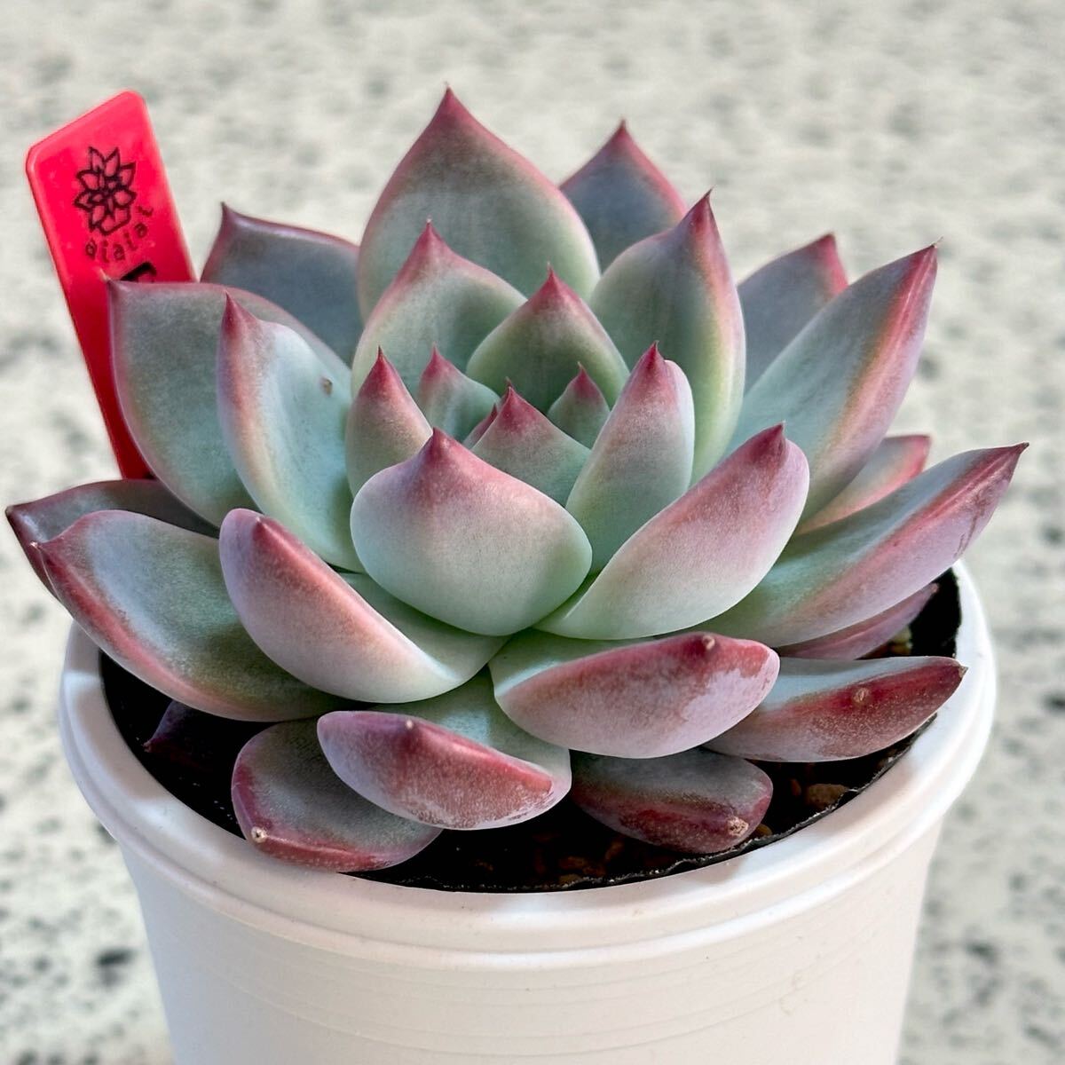 多肉植物 臼田リンゼアナ実生 エケベリア 2号黒ポット 多肉植物 臼田リンゼアナ実生 エケベリア 2号黒ポット