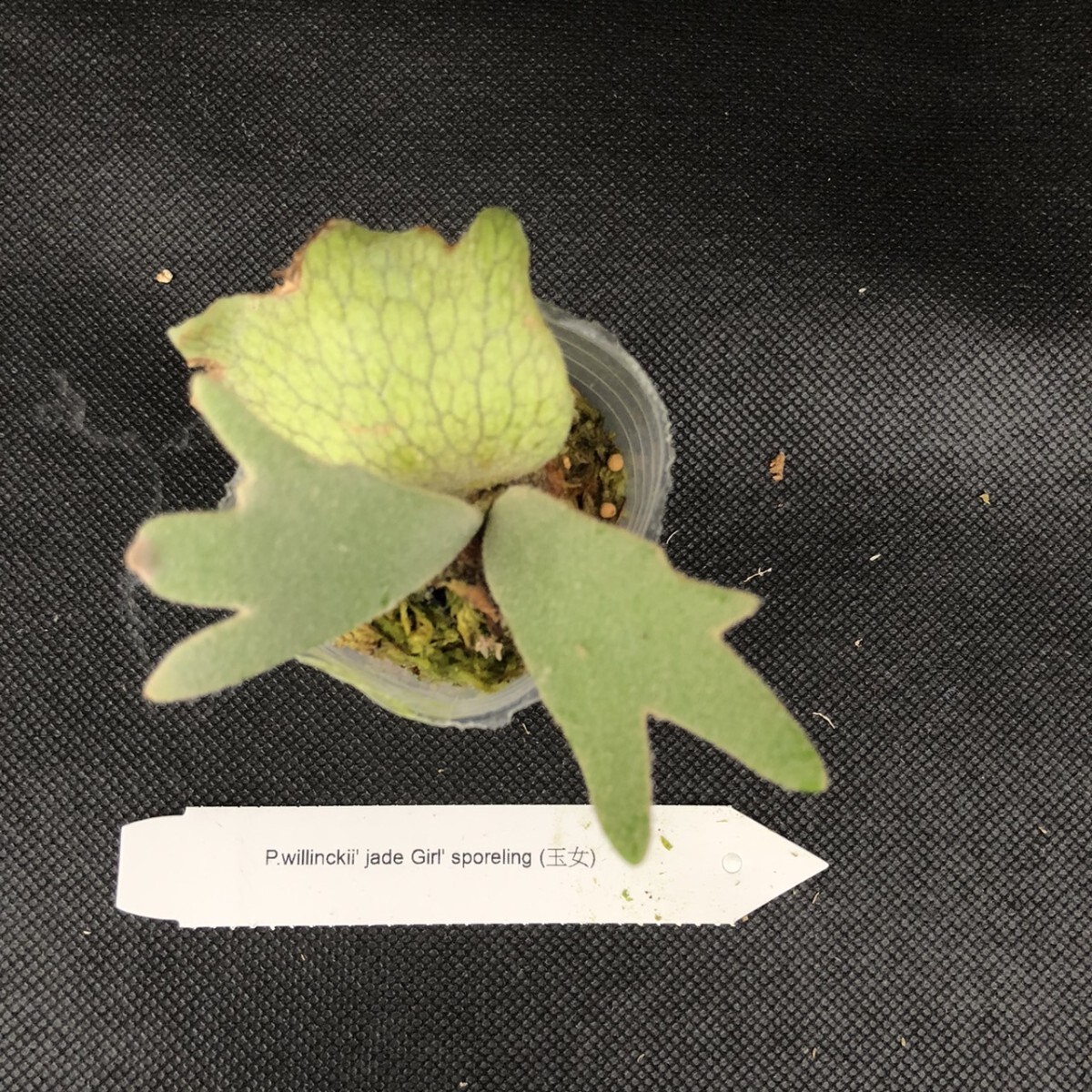 B6 ,P.Willinckii Jade girl sporeling & P.Nano Sporeling 2株 B6 ,P.Willinckii Jade girl sporeling & P.Nano Sporeling 2株