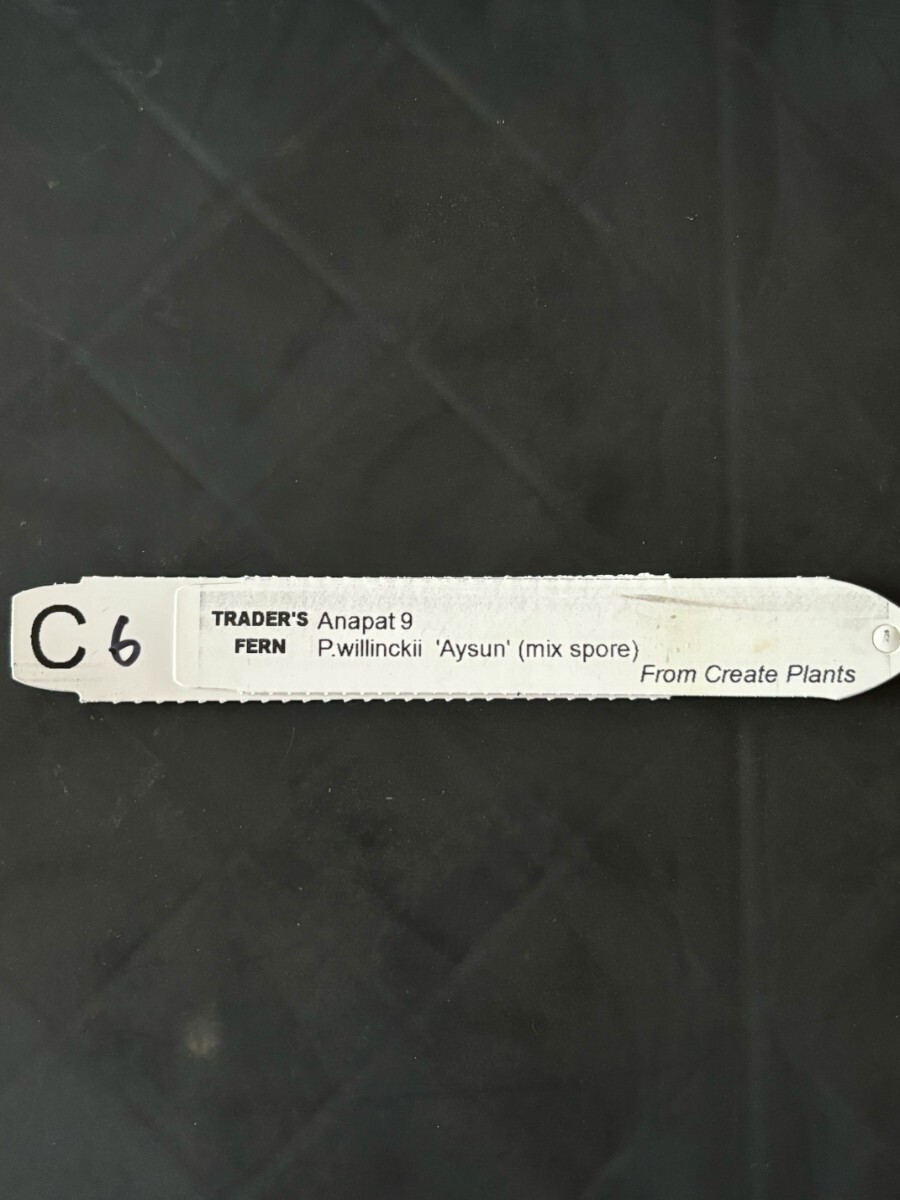 C6 Anapat #9 , P.Willinckii Aysun 月神 mix sporeling C6 Anapat #9 , P.Willinckii Aysun 月神 mix sporeling