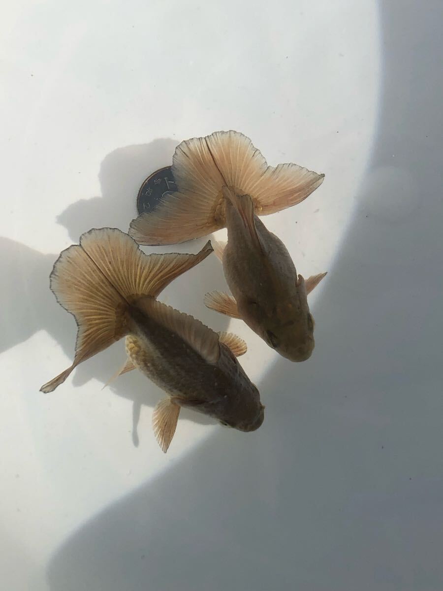 ☆優良系統☆土佐錦 土佐金【2歳魚2匹②】丸鉢飼育 早いもの ☆優良系統☆土佐錦 土佐金【2歳魚2匹②】丸鉢飼育 早いもの