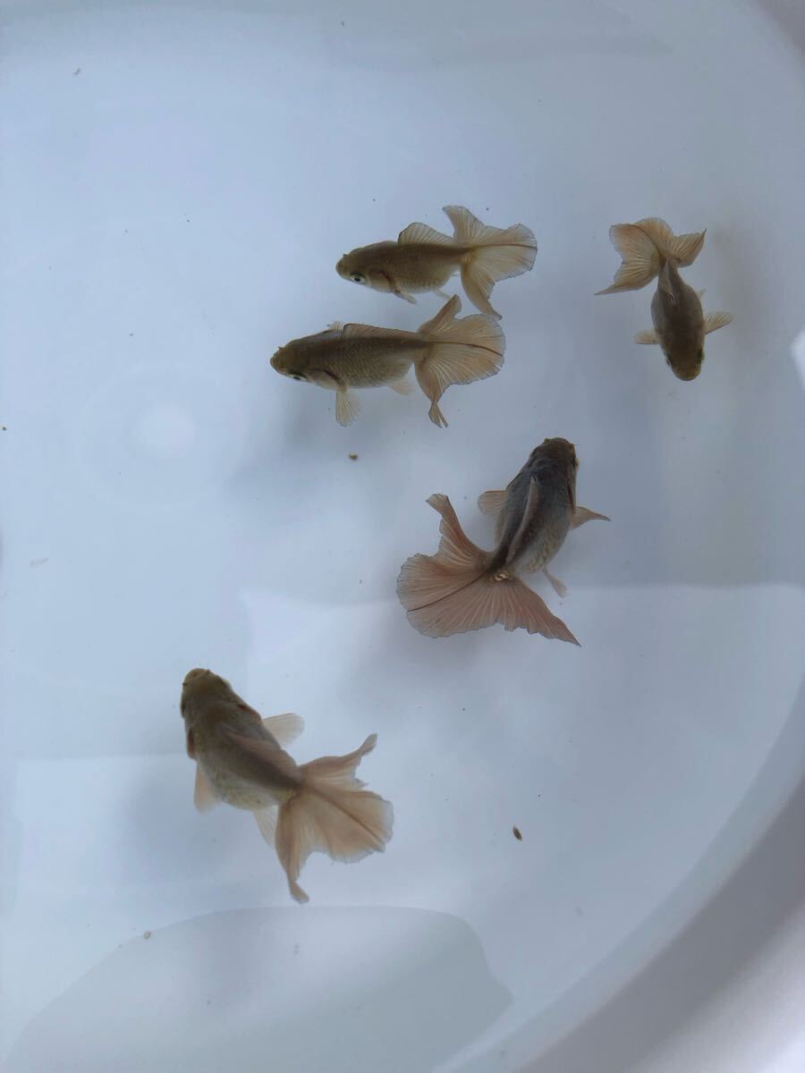 ☆優良系統☆土佐錦 土佐金【2歳魚5匹③】角鉢飼育 早いもの ☆優良系統☆土佐錦 土佐金【2歳魚5匹③】角鉢飼育 早いもの