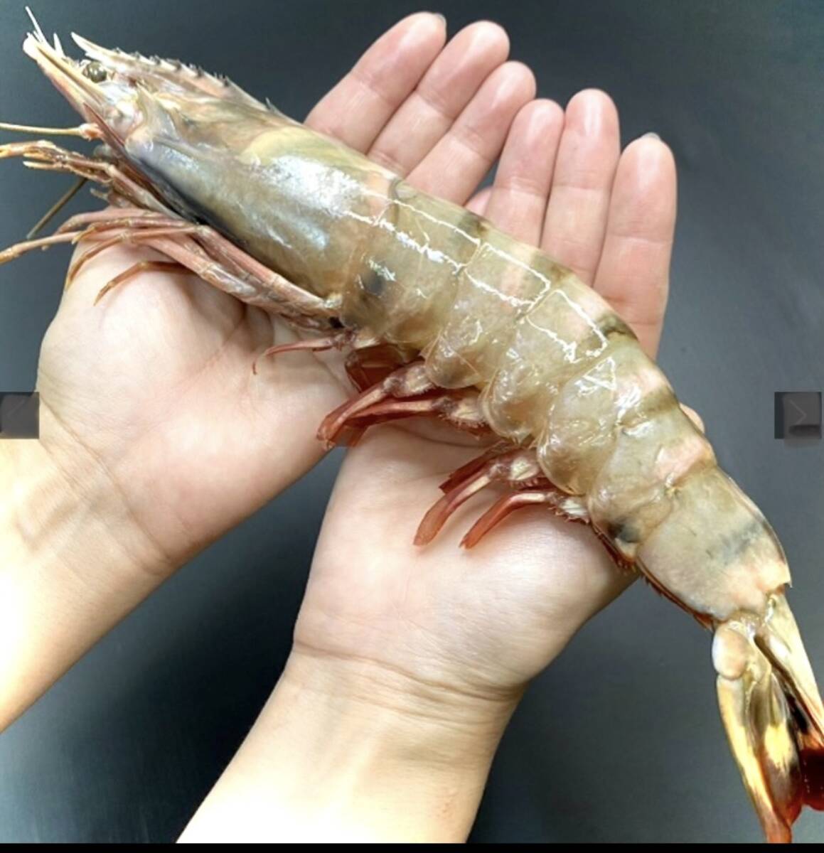 文明開花です！【天然】超特大！約２７センチ！有頭えびシータイガー12尾　1箱からの販売です！！