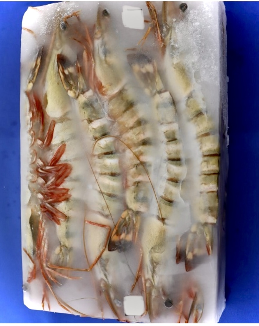 文明開花です！【天然】超特大！約２７センチ！有頭えびシータイガー12尾　1箱からの販売です??！