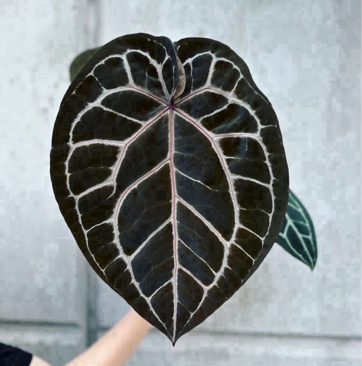 AM1 アンスリウム ミシェルanthurium michelle 組織培養 AM1 アンスリウム ミシェルanthurium michelle 組織培養