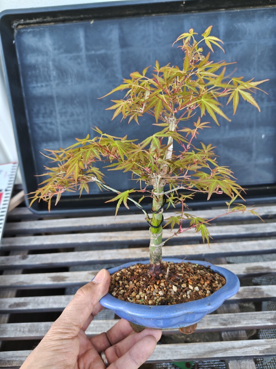 盆栽 紅葉盆栽 品種名(長良川)小品盆栽サイズ 樹高20センチ 盆栽 紅葉盆栽 品種名(長良川)小品盆栽サイズ 樹高20センチ