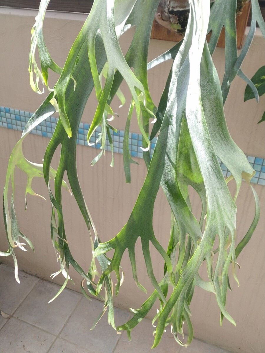 ウィリンキー P. willinckii Wild Indonesia インドネシア産 ウィリンキー P. willinckii Wild Indonesia インドネシア産