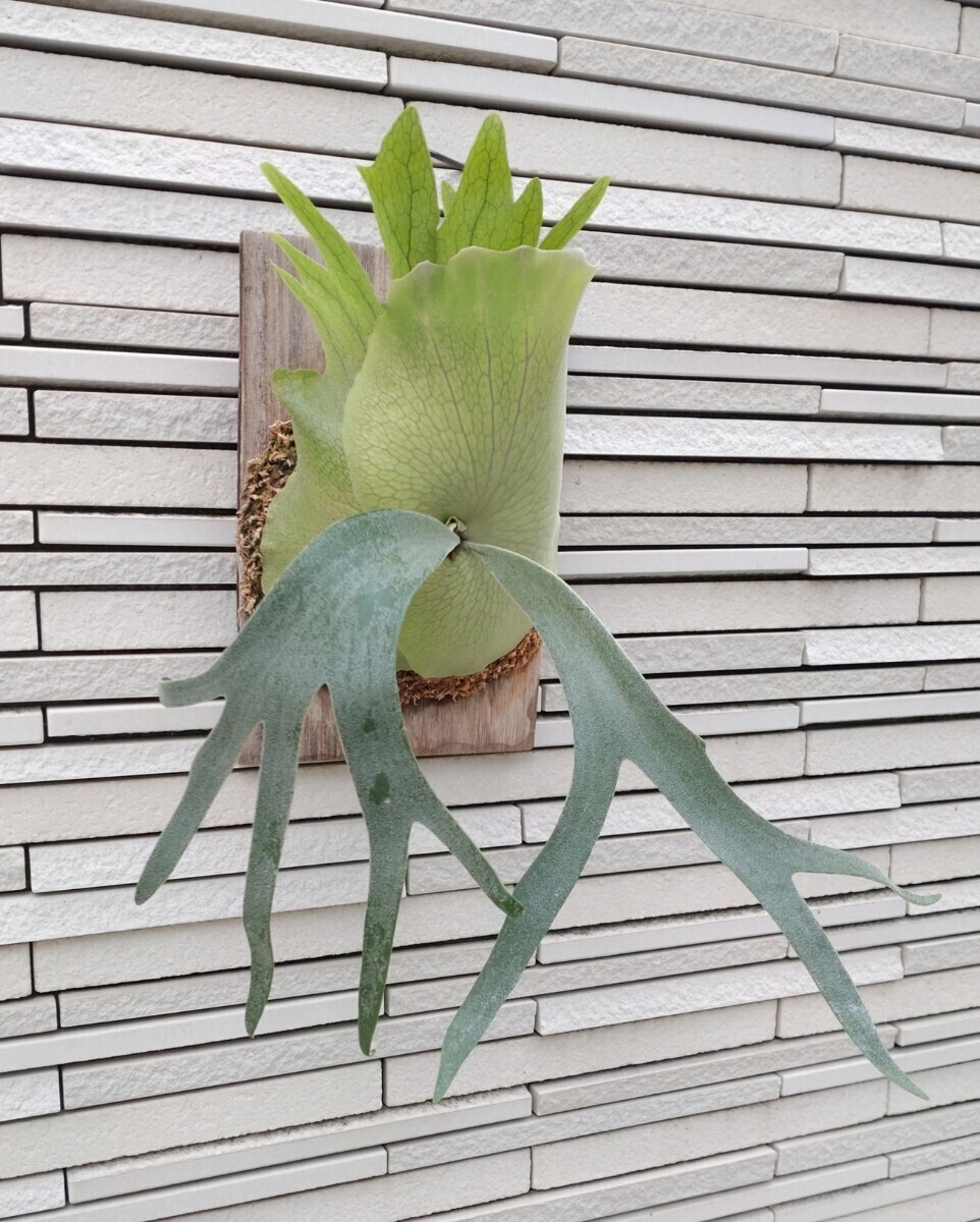 ウィリンキー P. willinckii Wild Indonesia インドネシア産 ウィリンキー P. willinckii Wild Indonesia インドネシア産