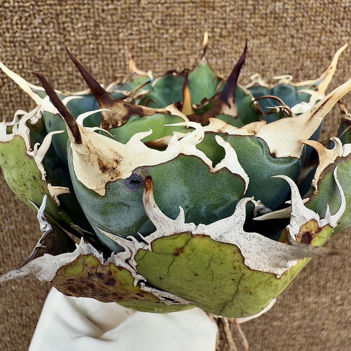 MCGRADY-PLANTS】R032 激レア高級品種 アガベ チタノタ 白鯨 MCGRADY-PLANTS】R032 激レア高級品種 アガベ チタノタ 白鯨