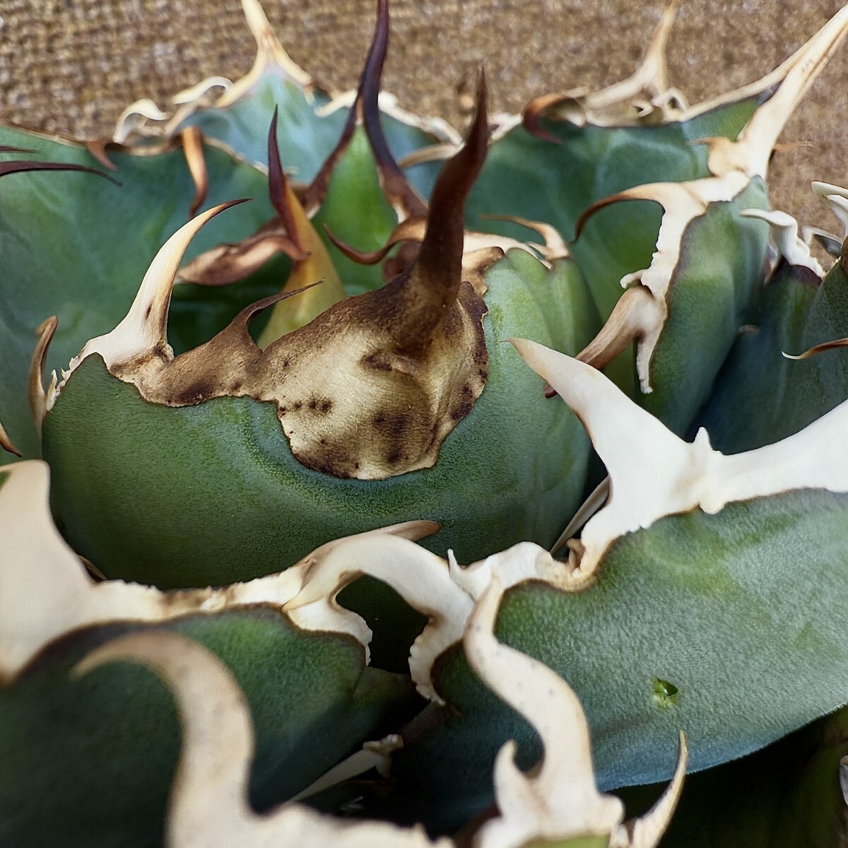 MCGRADY-PLANTS】R032 激レア高級品種 アガベ チタノタ 白鯨 MCGRADY-PLANTS】R032 激レア高級品種 アガベ チタノタ 白鯨