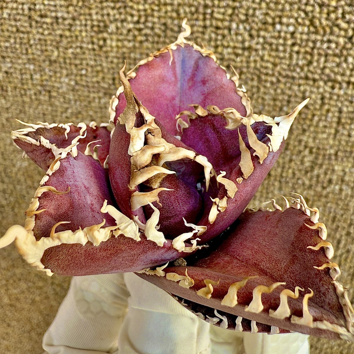 MCGRADY-PLANTS】R027 激レア高級品種 アガベ チタノタ 金剛 MCGRADY-PLANTS】R027 激レア高級品種 アガベ チタノタ 金剛
