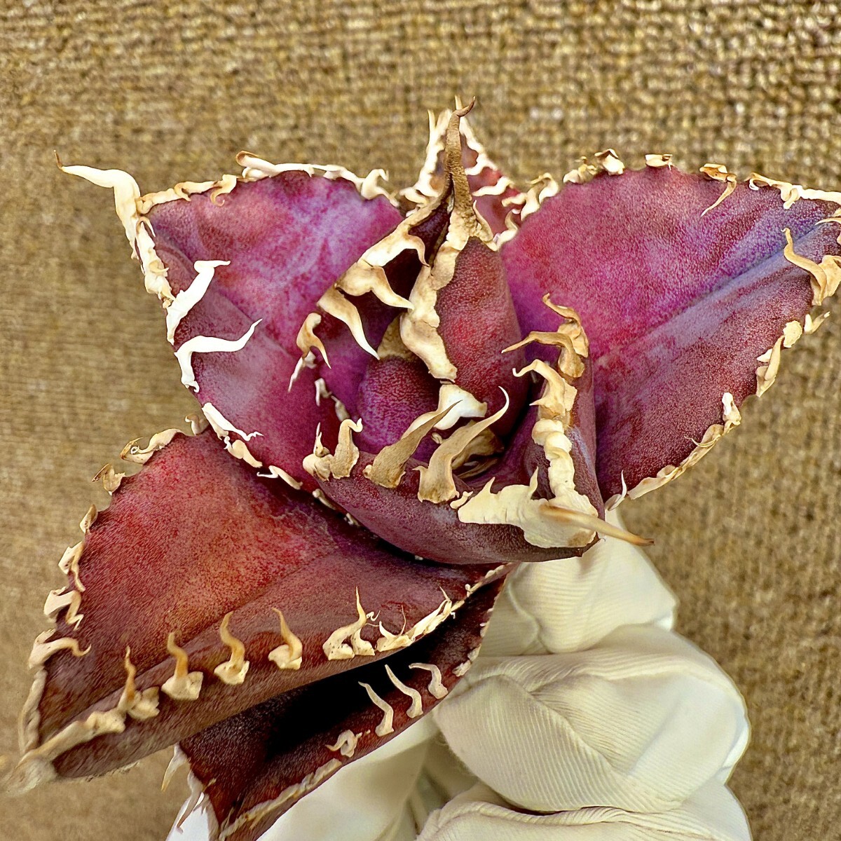 MCGRADY-PLANTS】R027 激レア高級品種 アガベ チタノタ 金剛 MCGRADY-PLANTS】R027 激レア高級品種 アガベ チタノタ 金剛