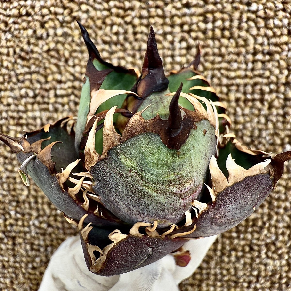 MCGRADY-PLANTS】R064 激レア高級品種 アガベ チタノタ レッド MCGRADY-PLANTS】R064 激レア高級品種 アガベ チタノタ レッド