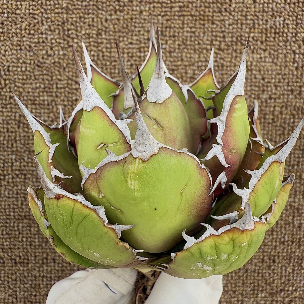 MCGRADY-PLANTS】R099 激レア高級品種 アガベ チタノタ FO-076 MCGRADY-PLANTS】R099 激レア高級品種 アガベ チタノタ FO-076