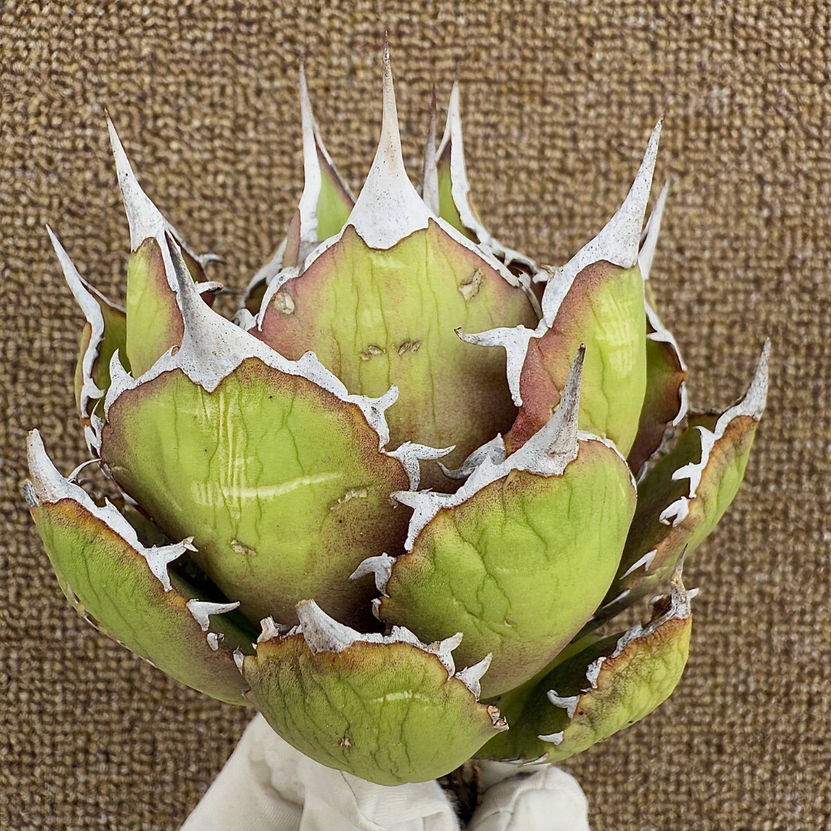 MCGRADY-PLANTS】R099 激レア高級品種 アガベ チタノタ FO-076 MCGRADY-PLANTS】R099 激レア高級品種 アガベ チタノタ FO-076
