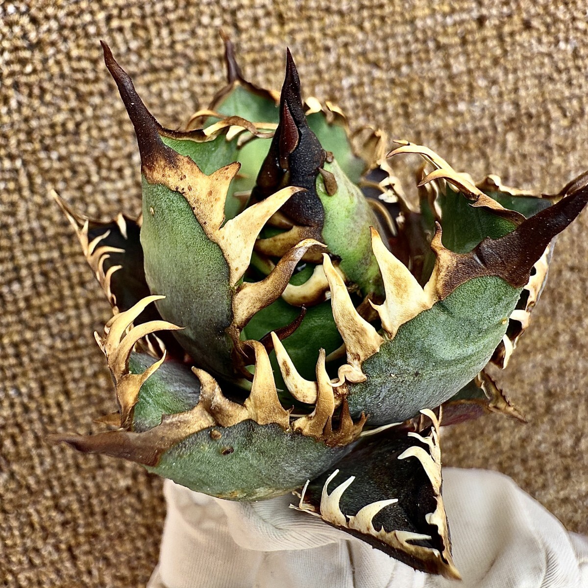 item_image_6