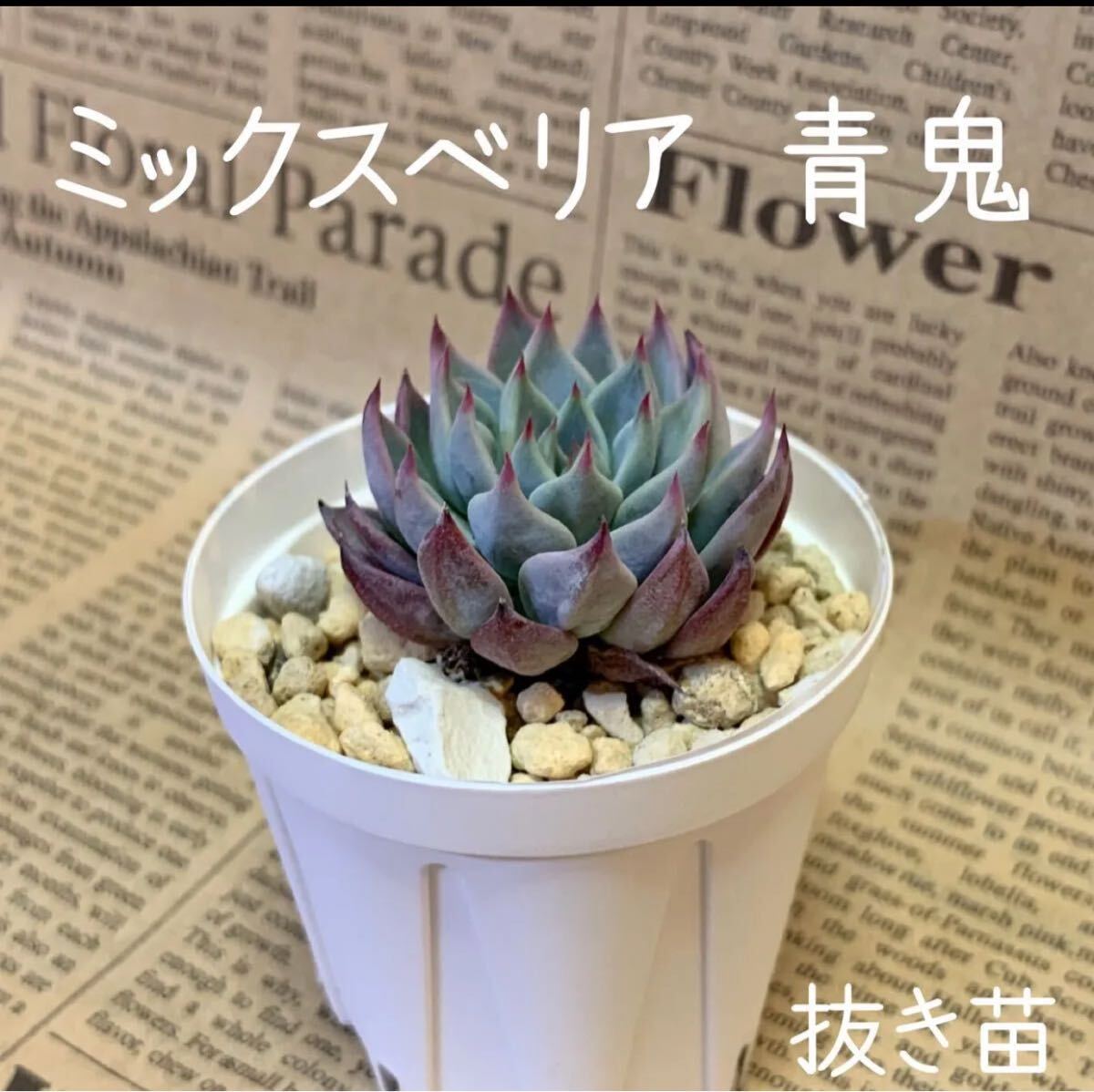 おらいさん ミックスベリア No.010 青鬼 美苗、抜き苗、札なし おらいさん ミックスベリア No.010 青鬼 美苗、抜き苗、札なし